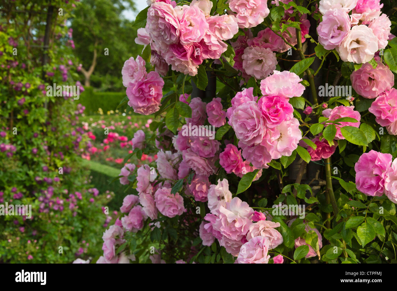 Multiflora rose (Rosa Tausendschön Stock Photo - Alamy