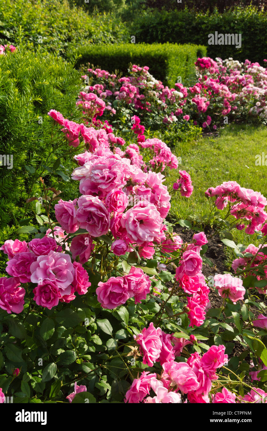 Rose garden hi-res stock photography and images - Alamy