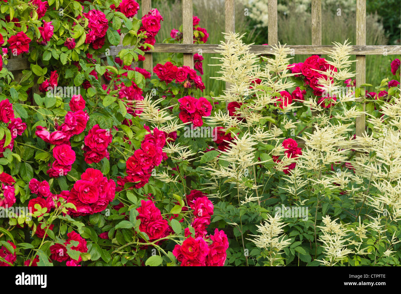 Climbing rose (Rosa Gruß an Heidelberg) and goat's beard (Aruncus) Stock Photo