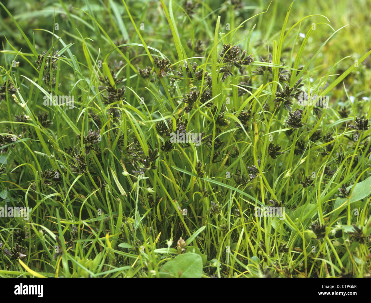 Brown Galingale Cyperus fuscus Stock Photo