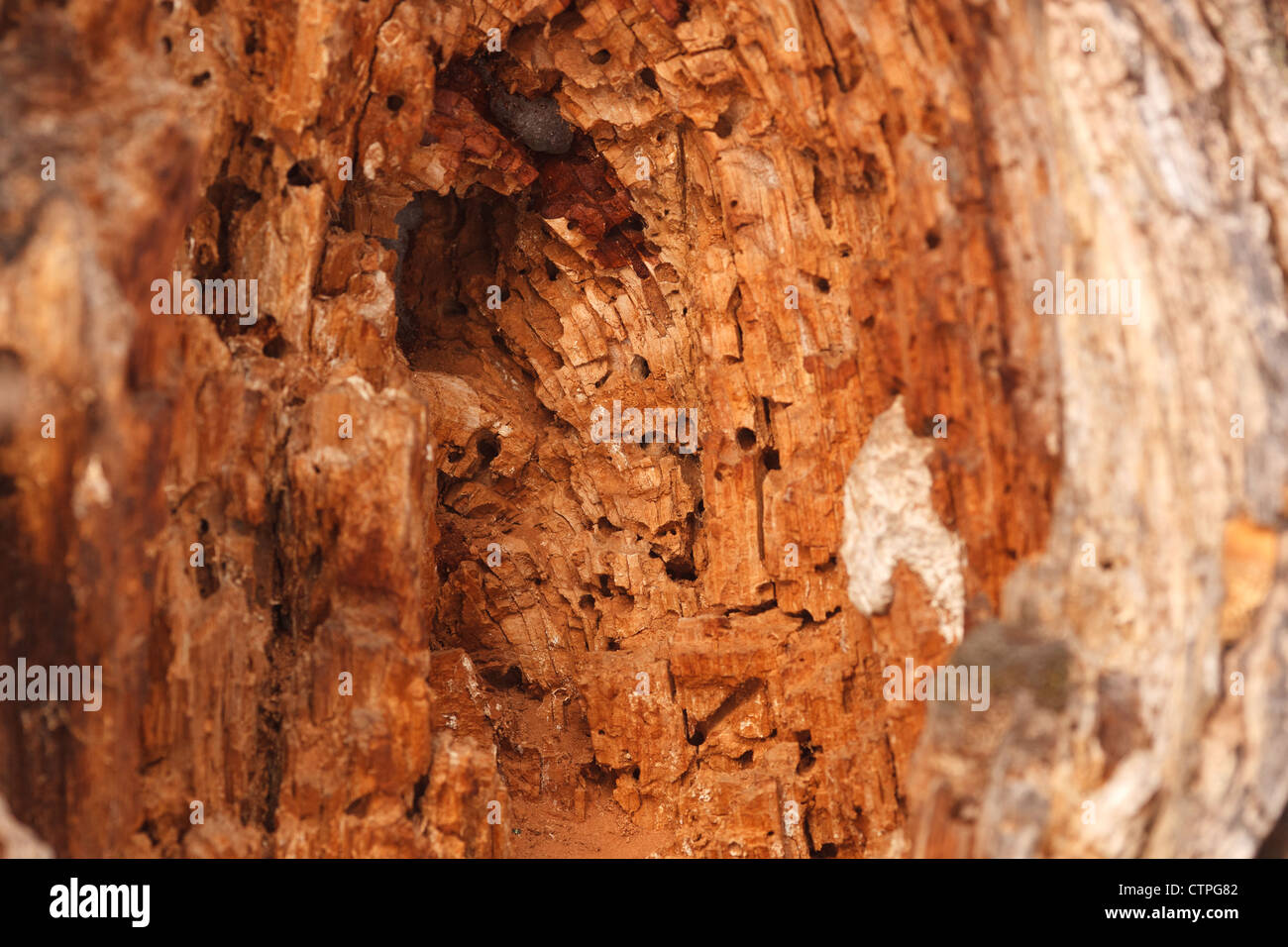 A hollow in a tree Stock Photo Alamy