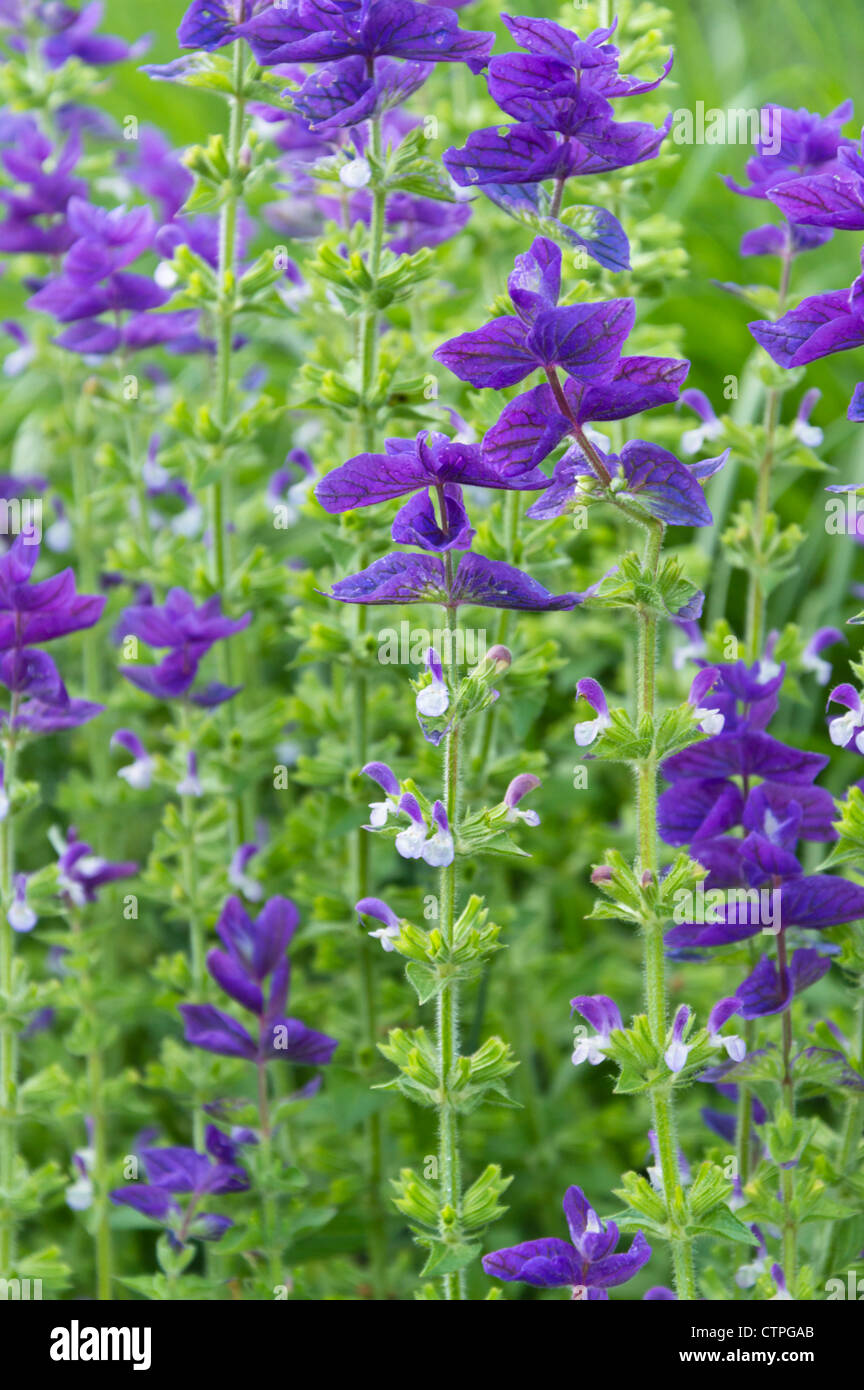 Annual sage (Salvia viridis syn. Salvia horminum) Stock Photo