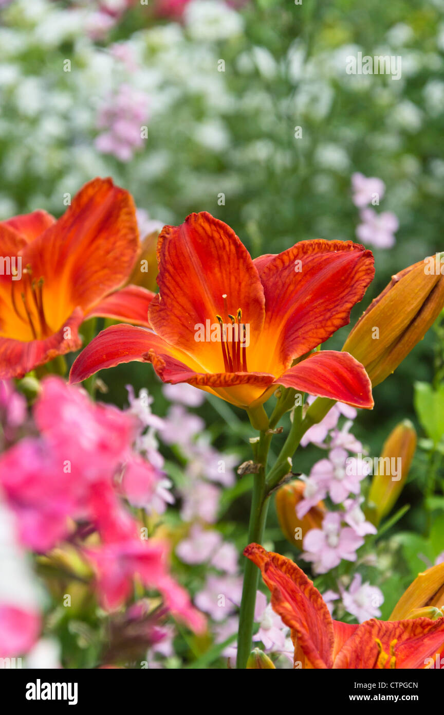 Day lily (Hemerocallis) Stock Photo