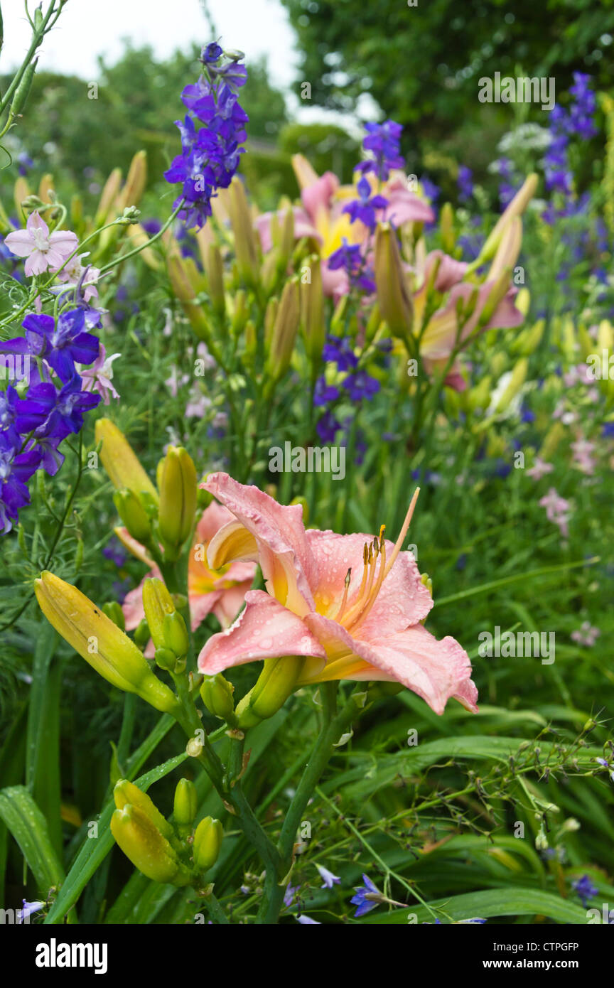 Day lily (Hemerocallis) and rocket larkspur (Consolida ajacis) Stock Photo