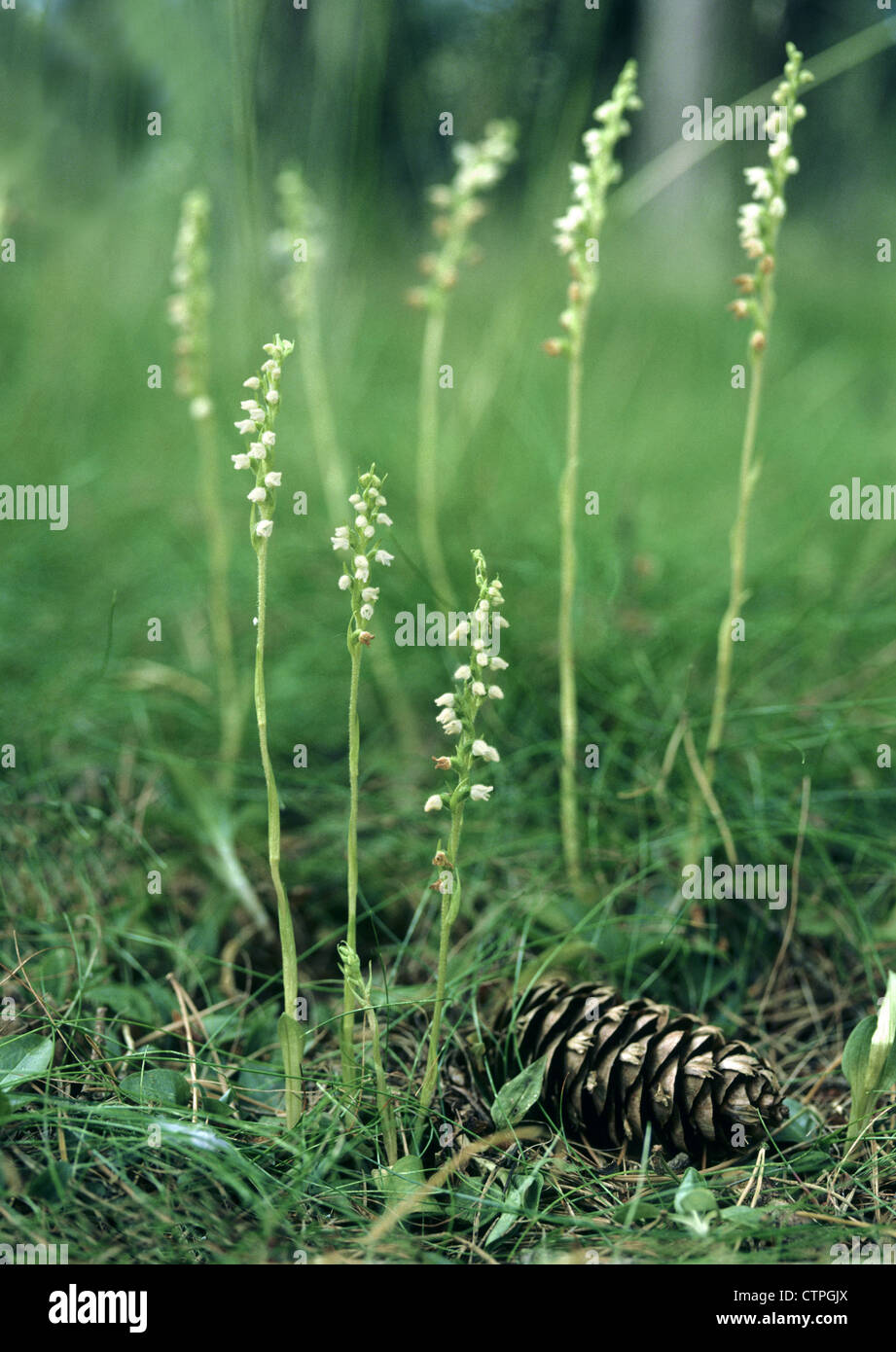 CREEPING LADY’S-TRESSES Goodyera repens (Orchidaceae) Stock Photo