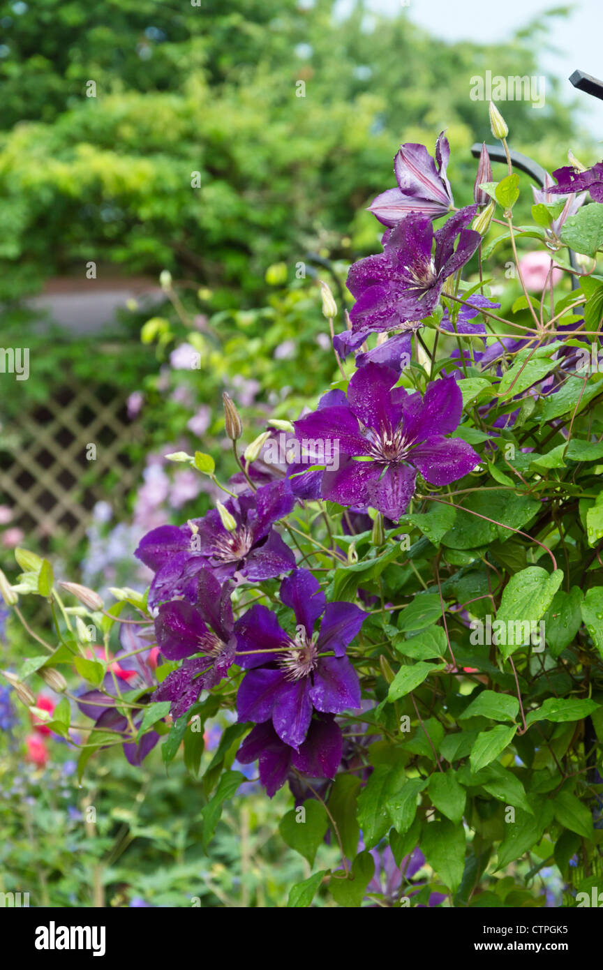 Clematis (Clematis The President) Stock Photo