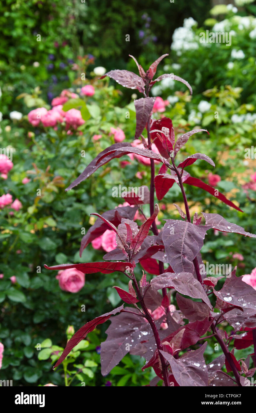 Red garden orache (Atriplex hortensis var. rubra) and roses (Rosa) Stock Photo