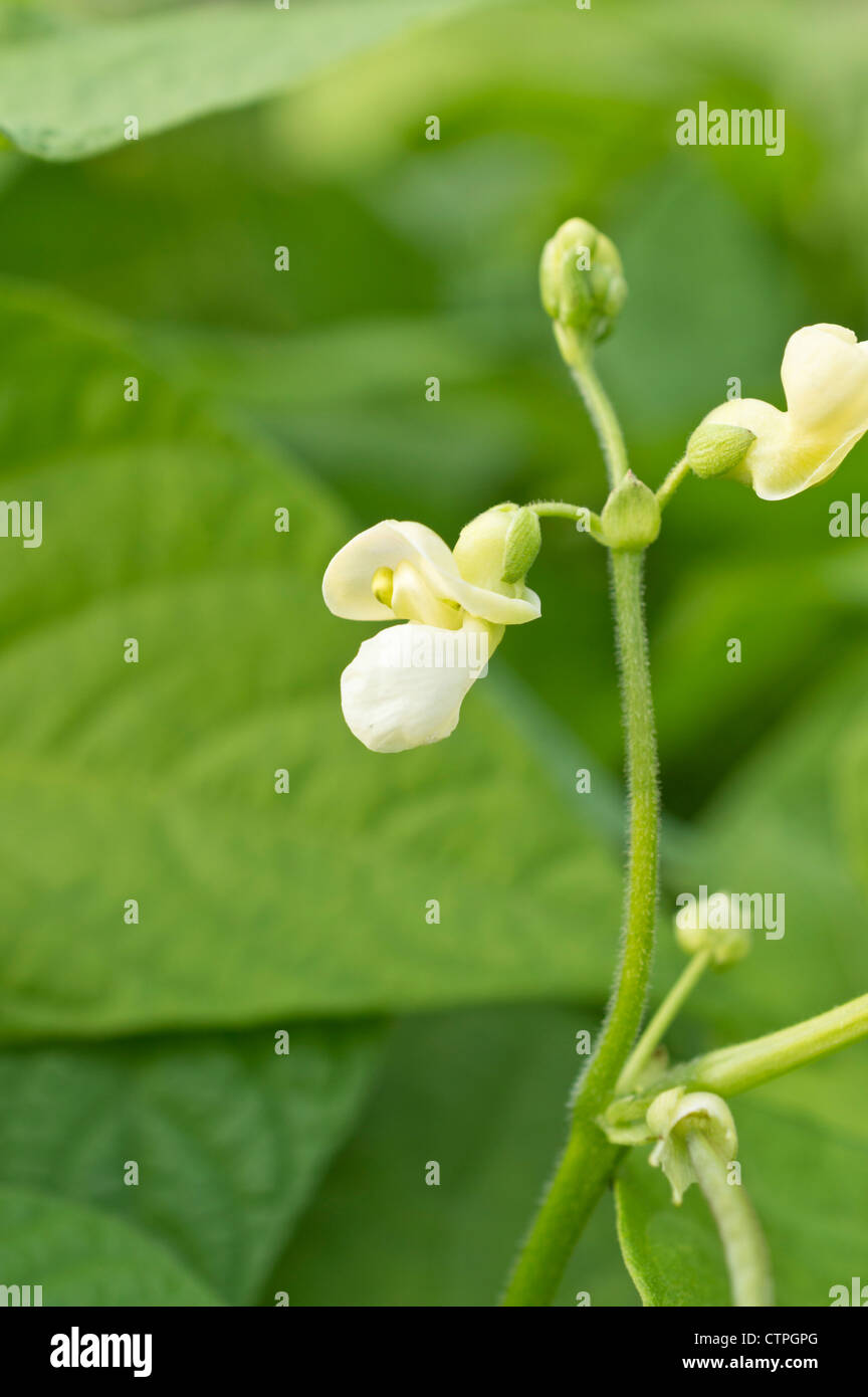 Green bean (Phaseolus vulgaris Stock Photo Alamy