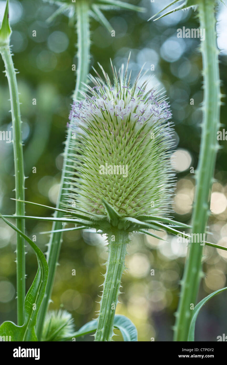 Common teasel (Dipsacus fullonum) Stock Photo