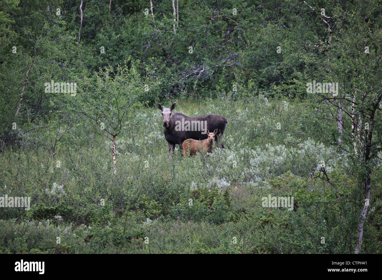Elks in Lappland - Sarek National Park Stock Photo