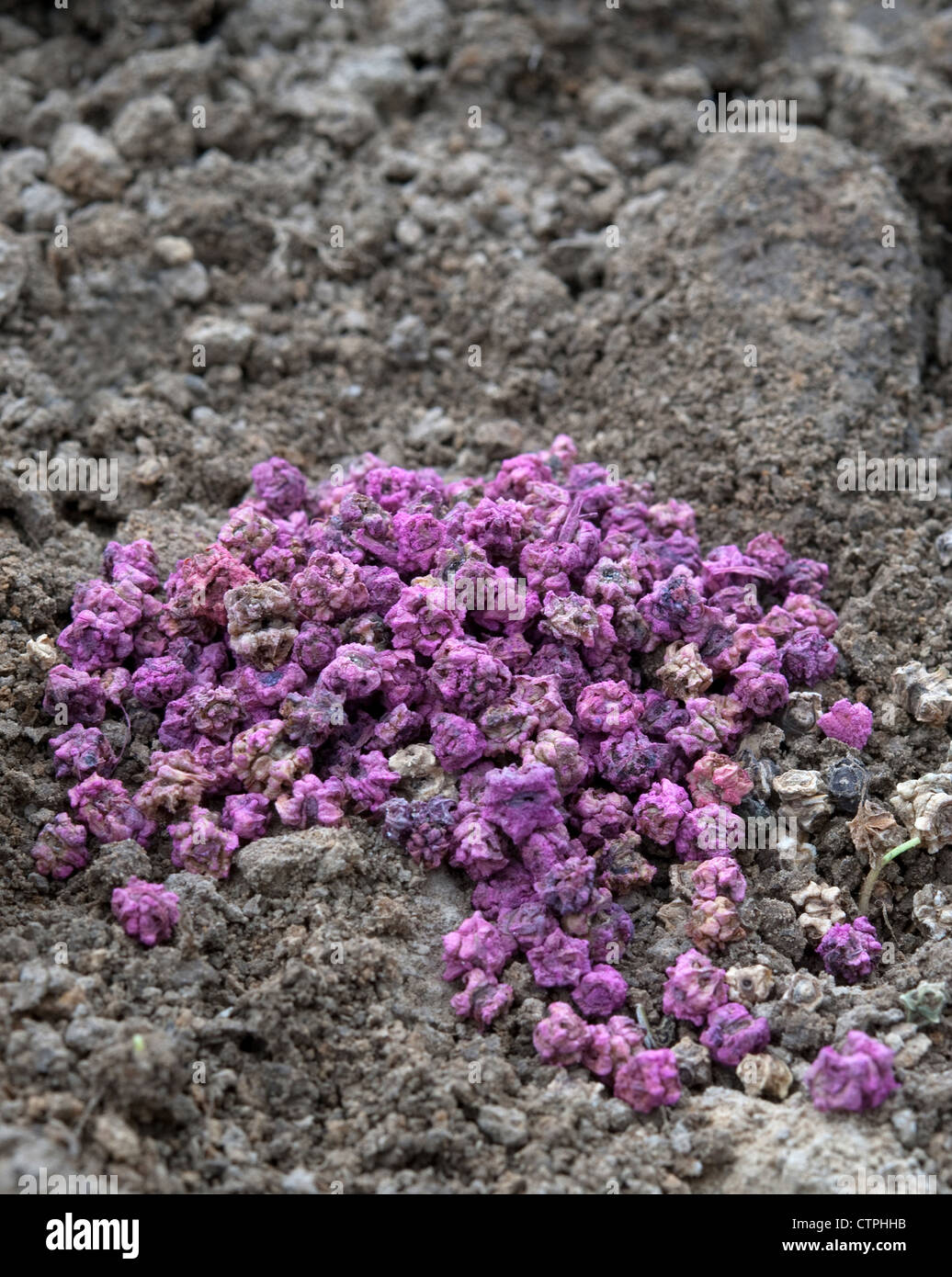 seed of red beet close up Stock Photo