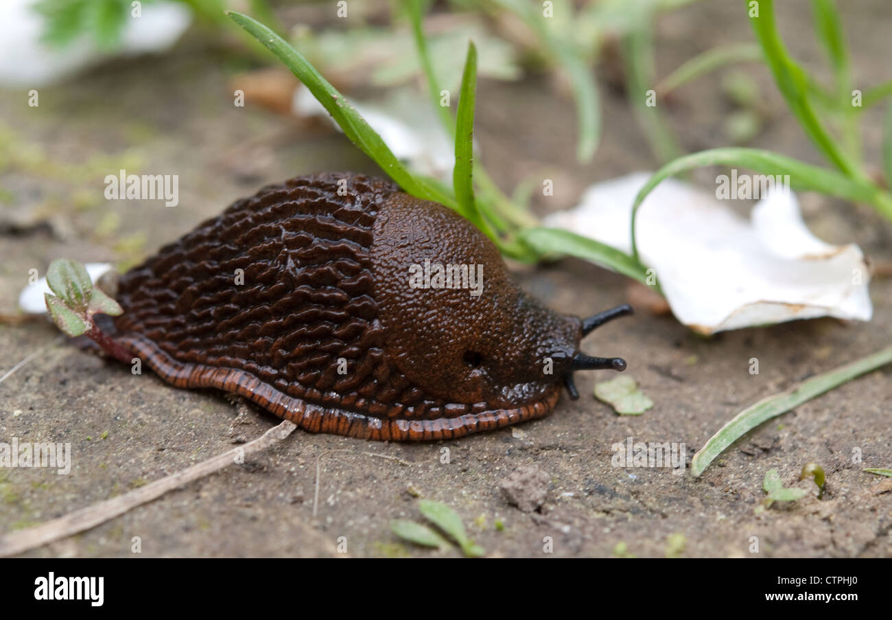 a slug approaching. Close up Stock Photo