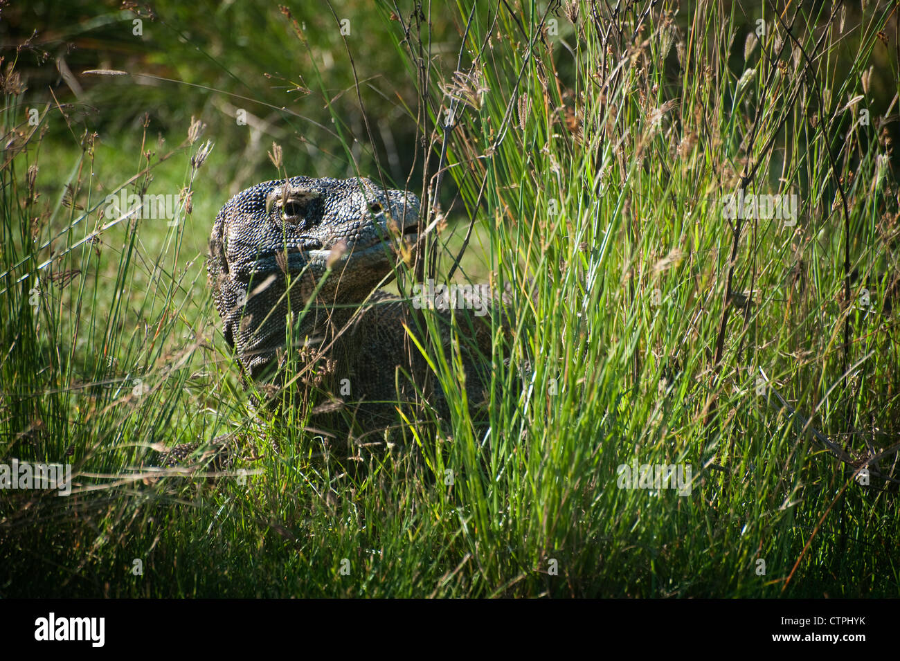 A Komodo dragon on Rinca island, Indonesia, one of only a very few ... Biology Diagrams