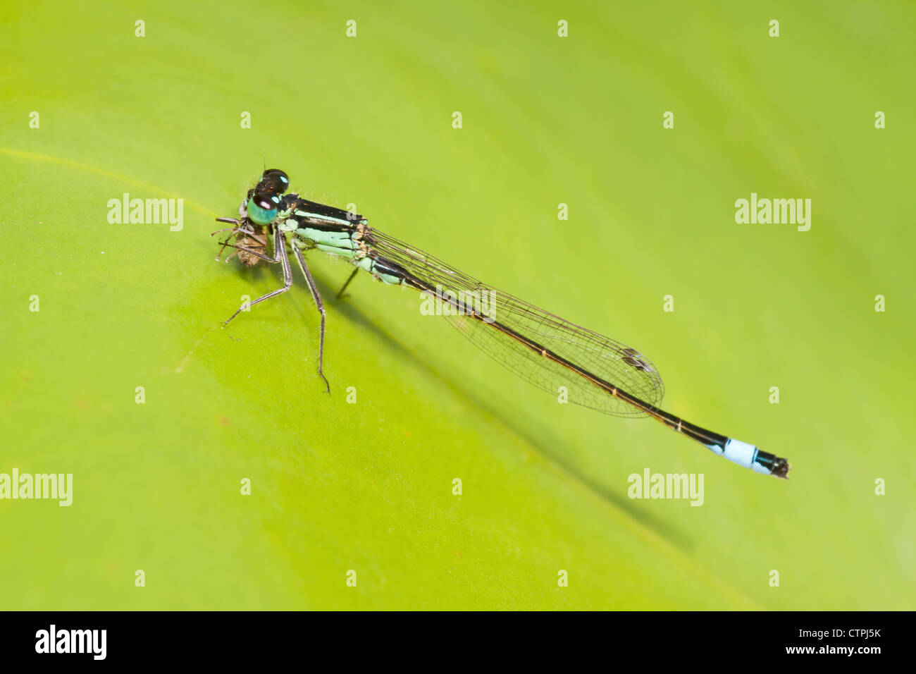 Damsel fly with prey Stock Photo