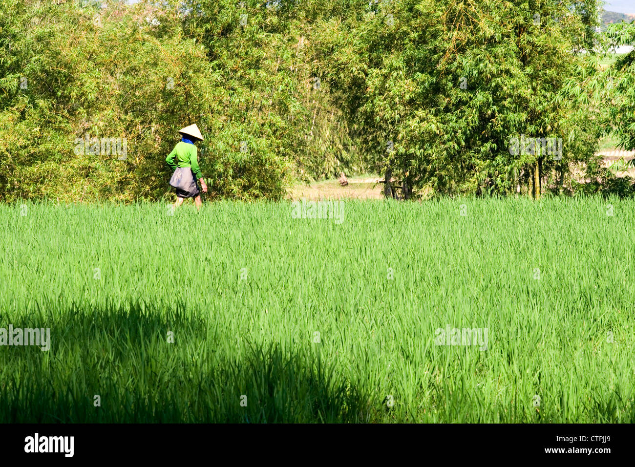 rural female field worker toiling in rice field java indonesia Stock Photo