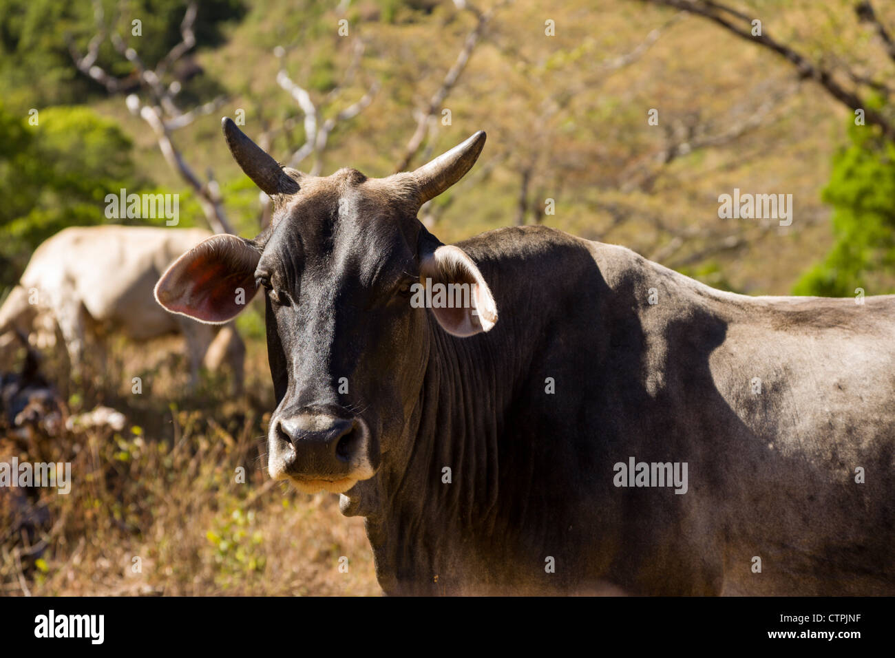 Cattle grazing on the hillside outside of Boquete, Chiriqui Province, Panama. Stock Photo