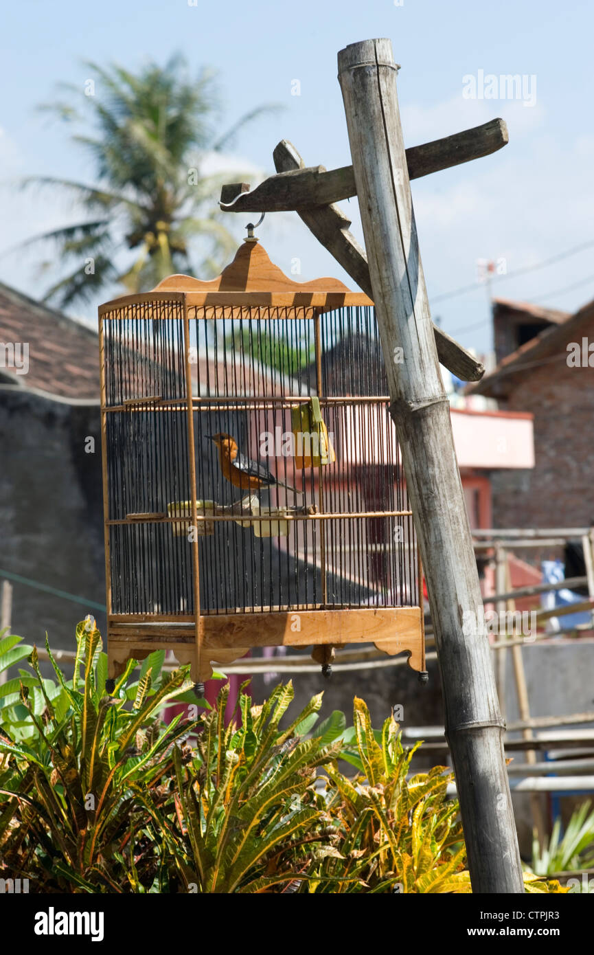 Caged bird hires stock photography and images Alamy