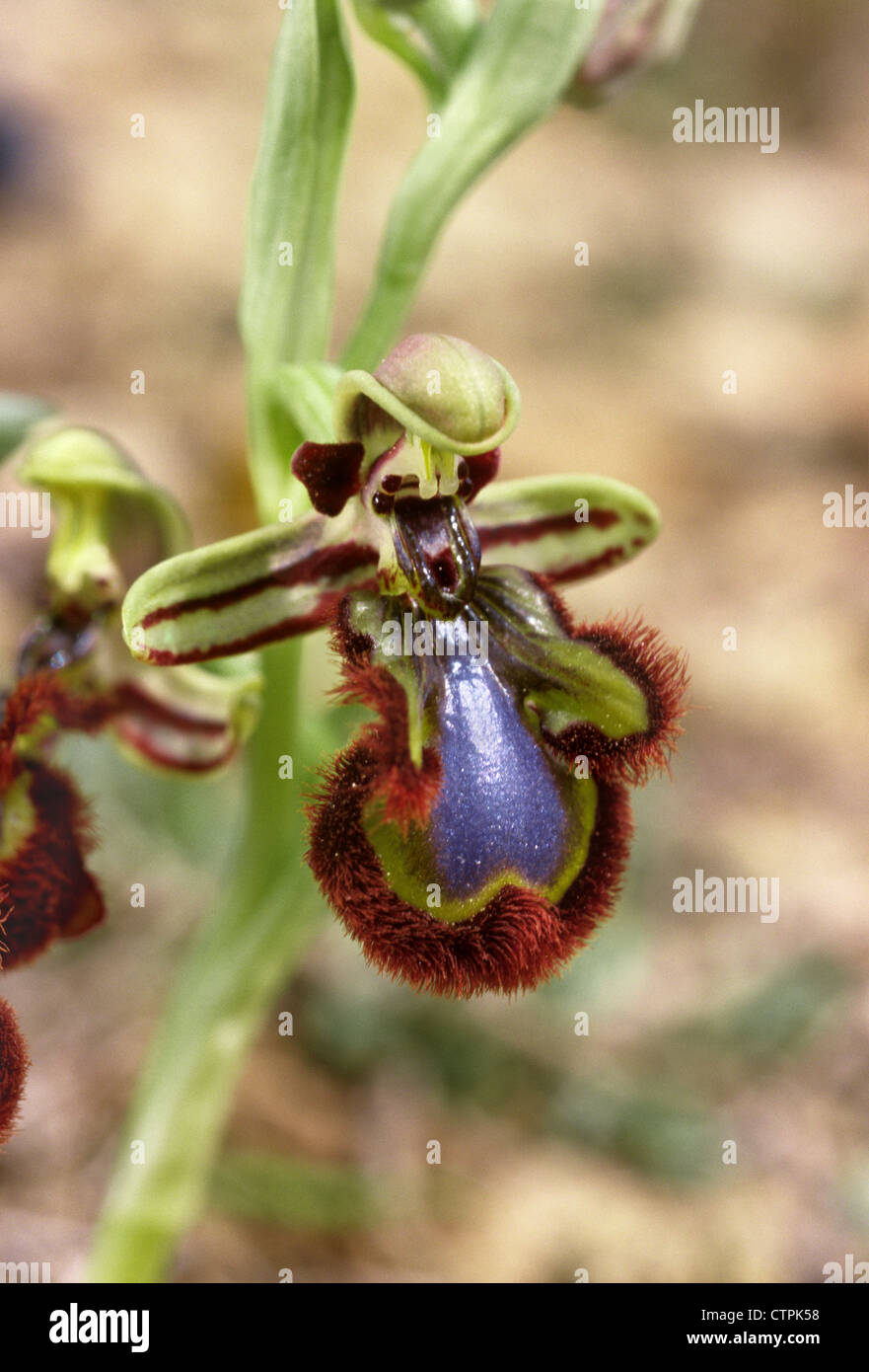 MIRROR ORCHID Ophrys speculum Stock Photo