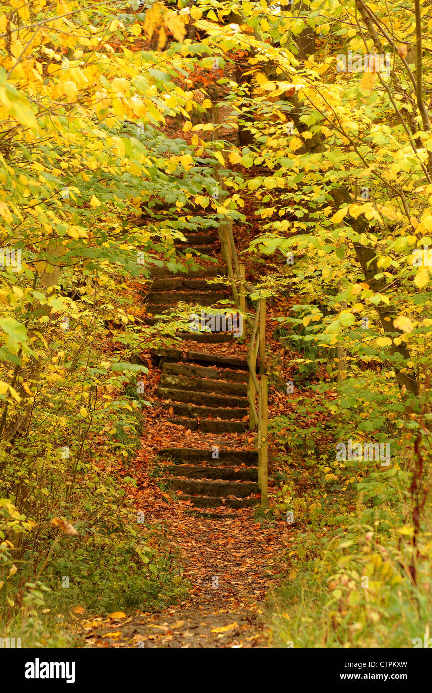 Stone steps covered in autumn leaves canopied by autumnal deciduous woodland, Derbyshire, UK Stock Photo