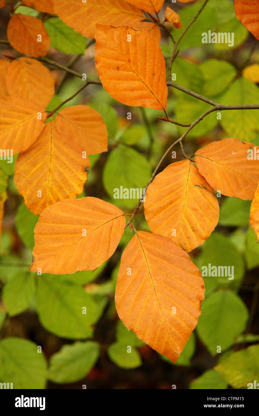 Beech leaves turning color against backdrop of green as summer turns to autumn in deciduous autumn woodland, Derbyshire, UK Stock Photo