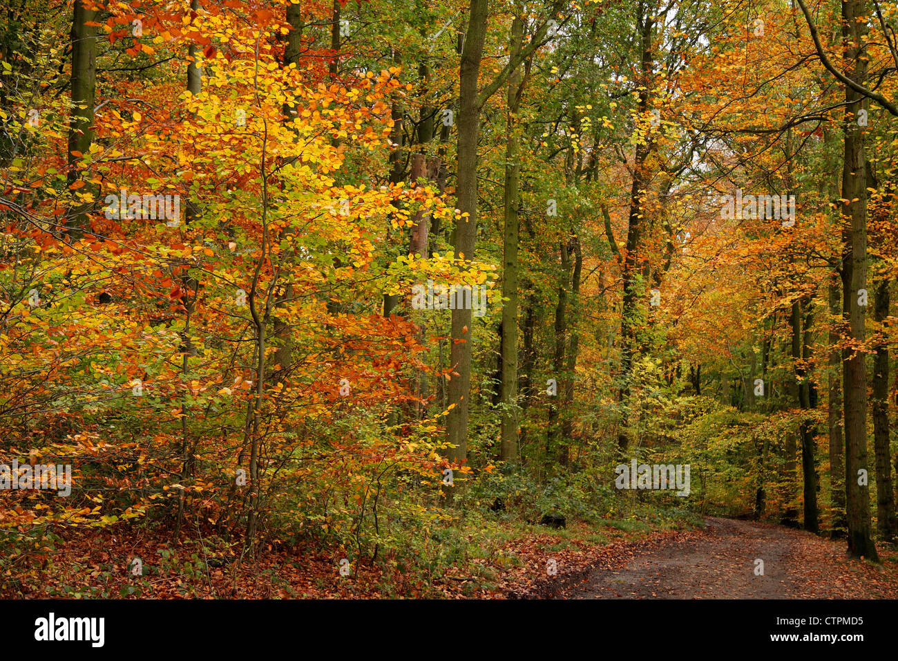 Colours wood woodland tree leaves hi-res stock photography and images ...