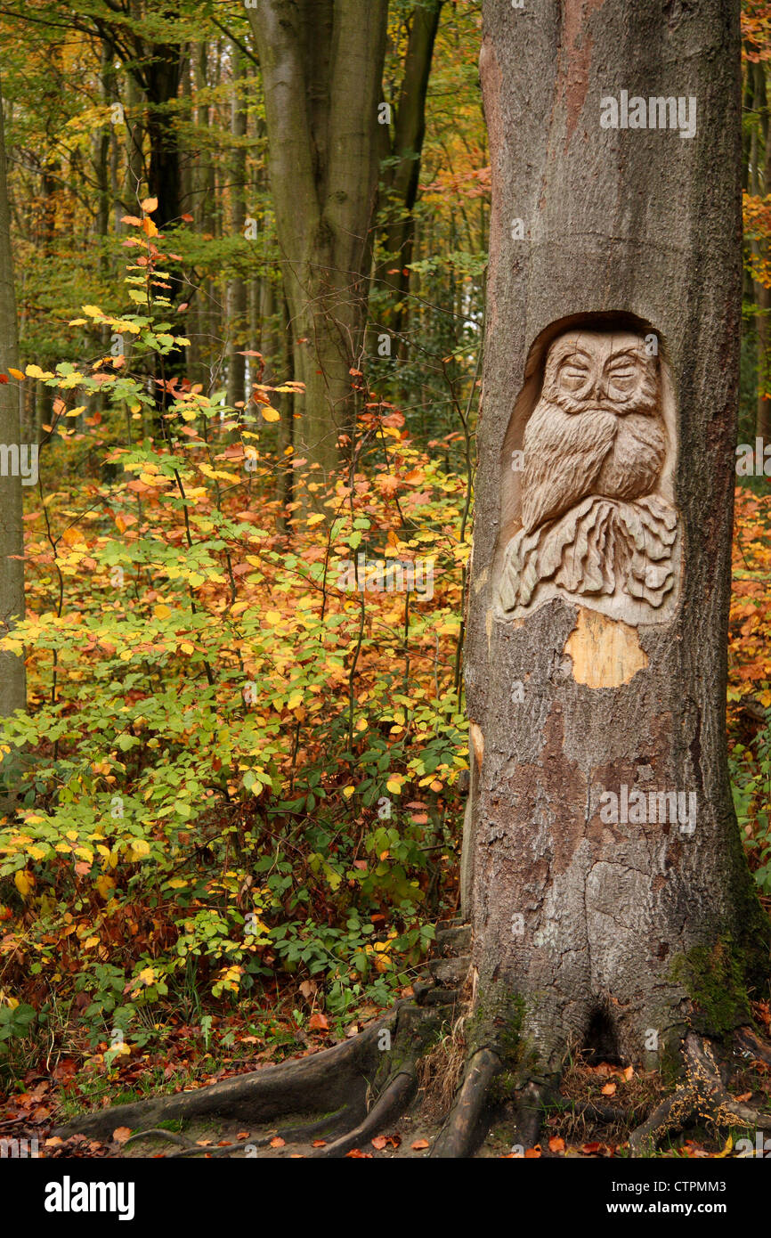 Woodcarving sculpture of an owl on tree trunk in autumnal woodland, Derbyshire, UK Stock Photo