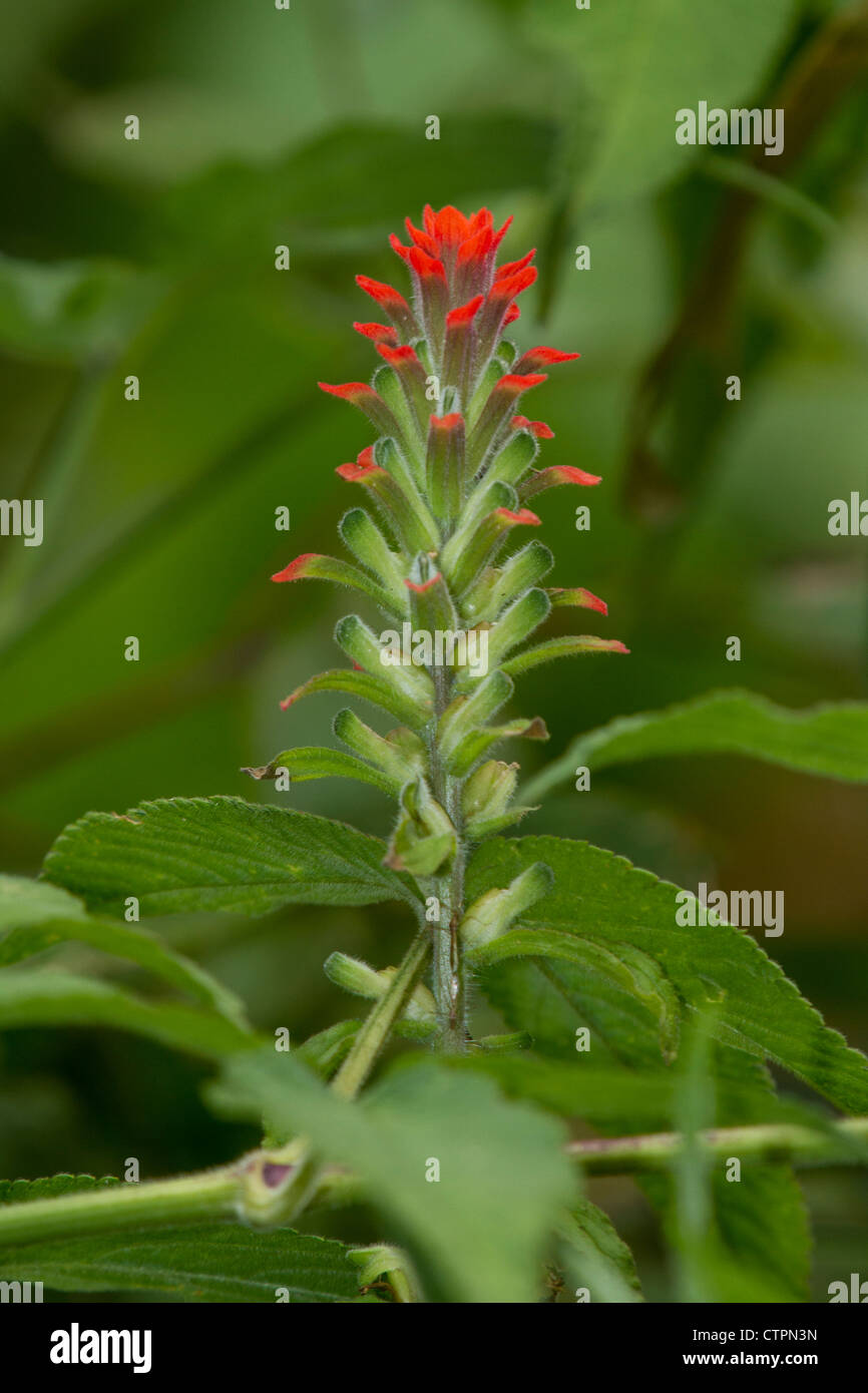 Red flower in Boquete, Chiriqui Highlands, Panama. Stock Photo