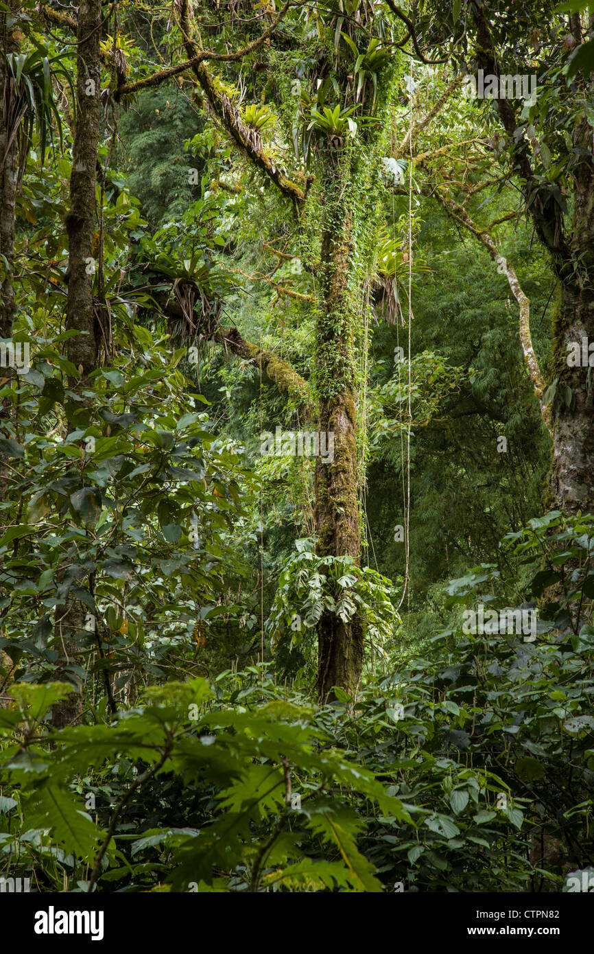 Dense jungle in the Chiriqui Highlands, northern Panama. Stock Photo