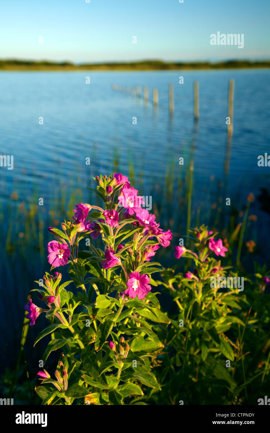 Great Willowherb (Epilobium hirsutum) growing alongside Kenfig Pool, Bridgend, South Wales. Stock Photo