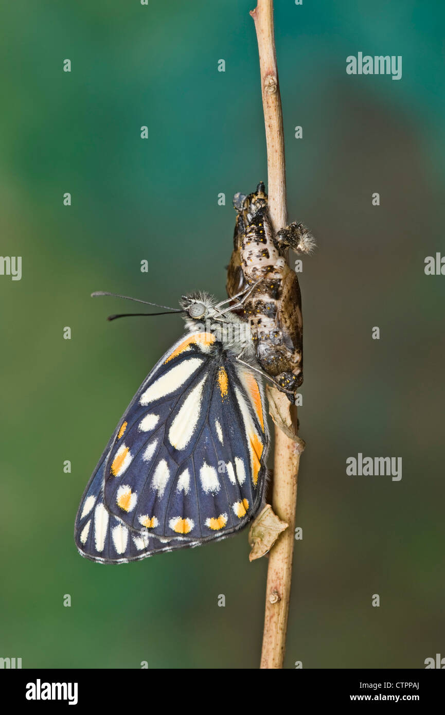 Caper white butterfly just emerged from chrysalis Stock Photo