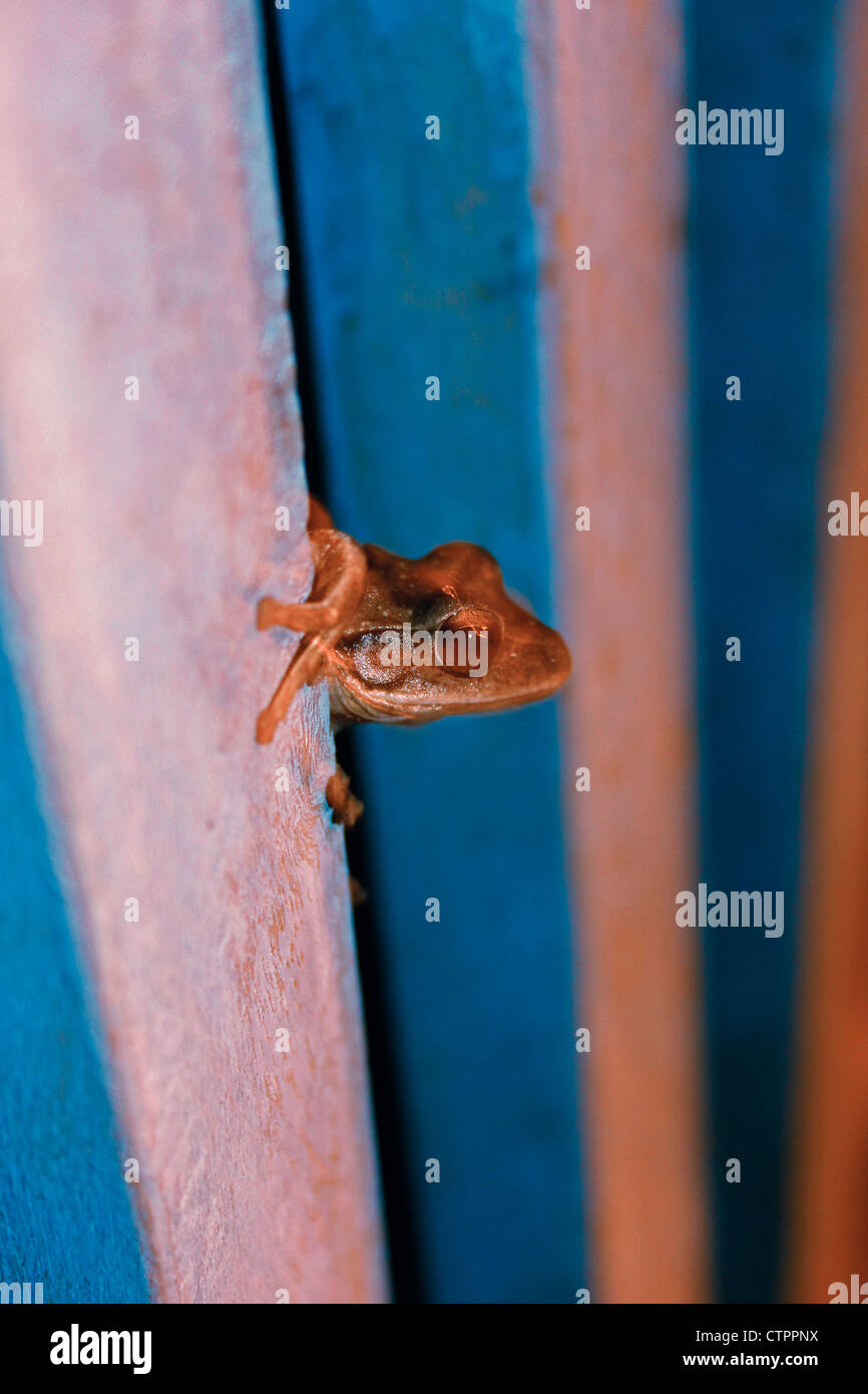 Crabeating Frog Mangrove Frog (Fejervarya cancrivora), Ratnagiri