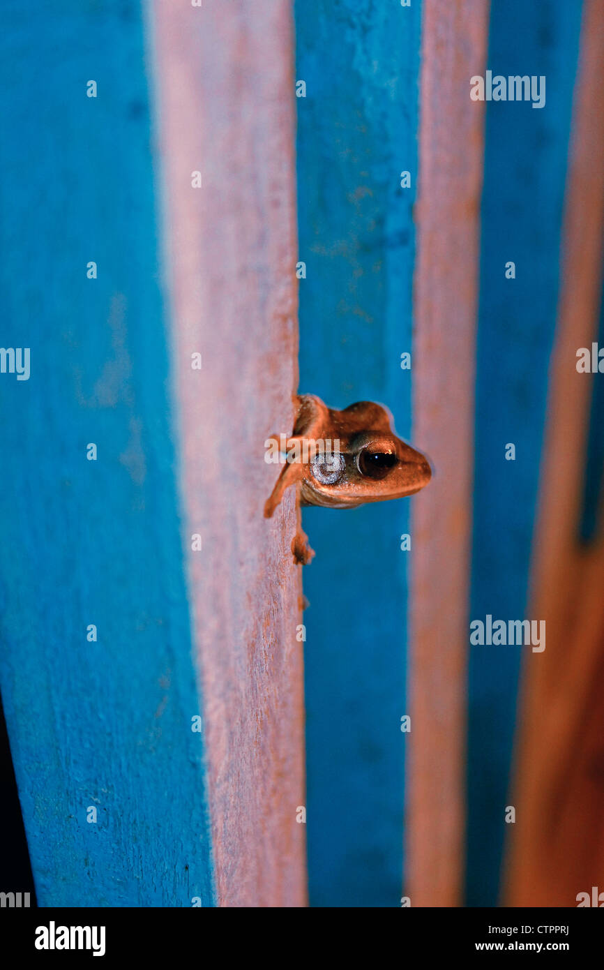 Crabeating Frog Mangrove Frog (Fejervarya cancrivora), Ratnagiri