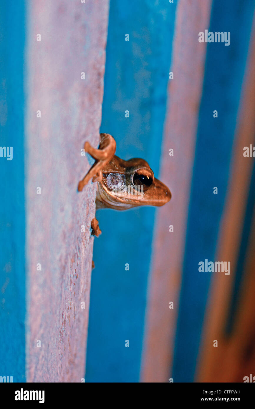 Crabeating Frog Mangrove Frog (Fejervarya cancrivora), Ratnagiri
