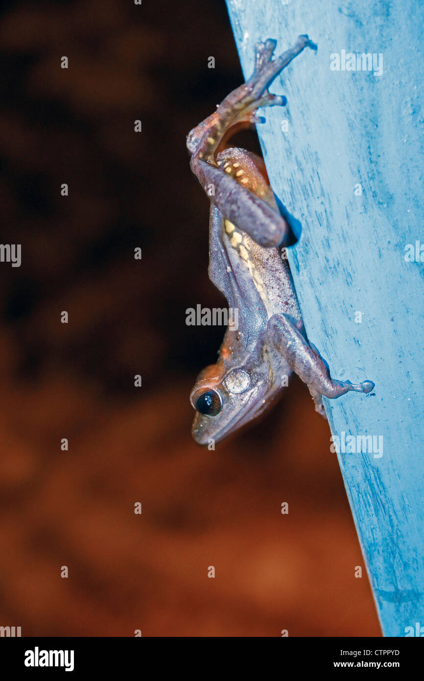 Crabeating Frog Mangrove Frog (Fejervarya cancrivora), Ratnagiri