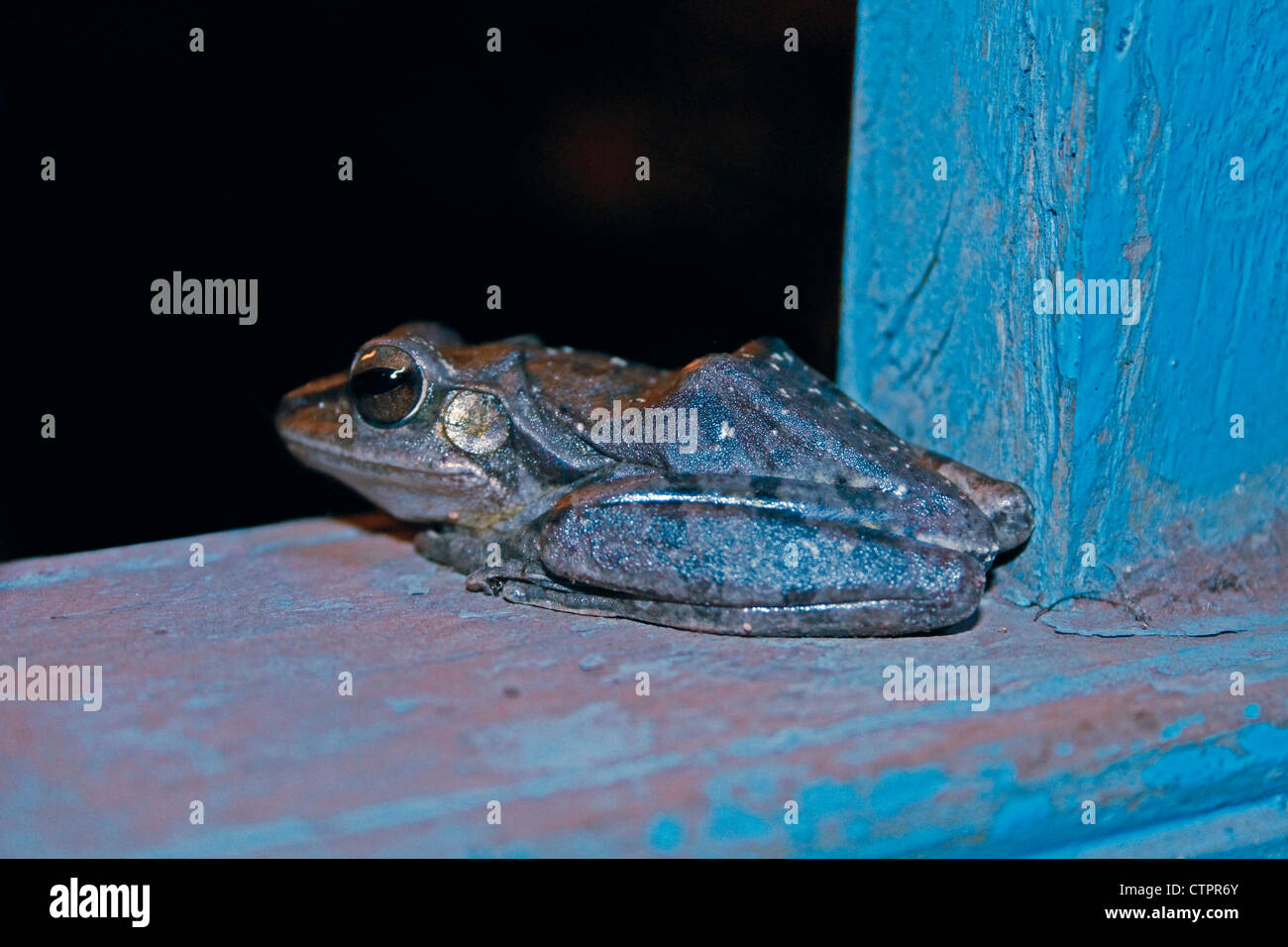Crab eating frog hires stock photography and images Alamy