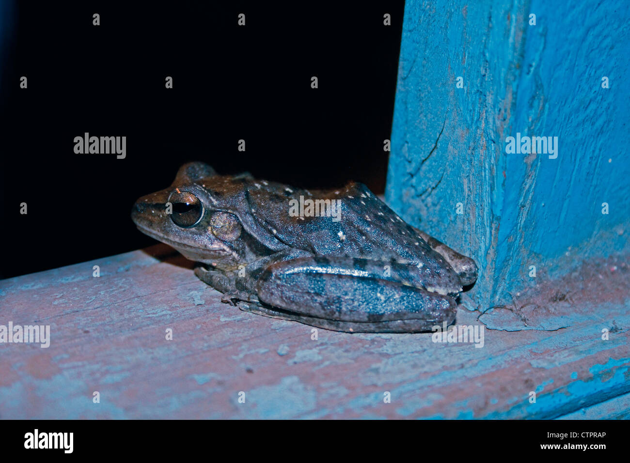 Crabeating Frog Mangrove Frog (Fejervarya cancrivora), Ratnagiri