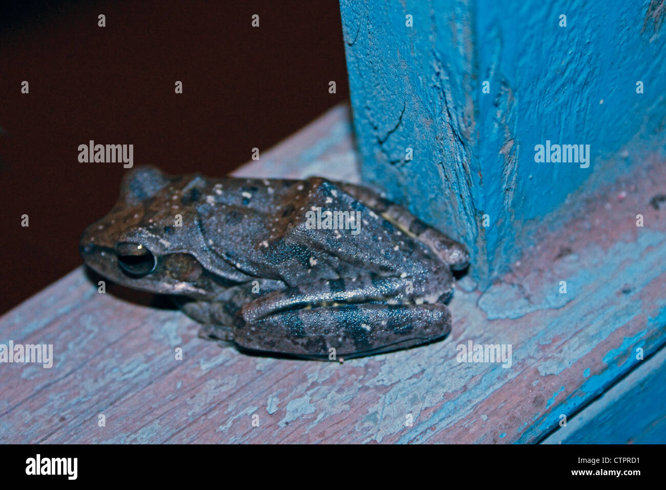 Crabeating Frog Mangrove Frog (Fejervarya cancrivora), Ratnagiri