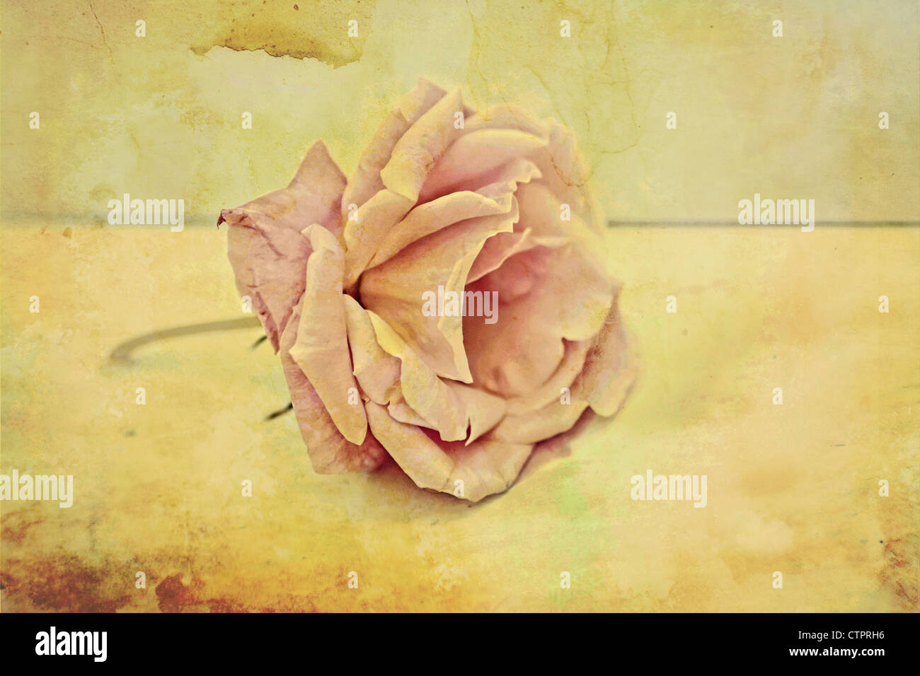 Pink rose vintage background Stock Photo Alamy