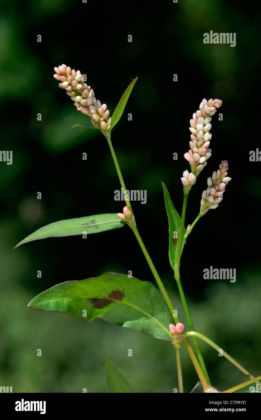 REDSHANK Persicaria maculosa (Polygonaceae) Stock Photo