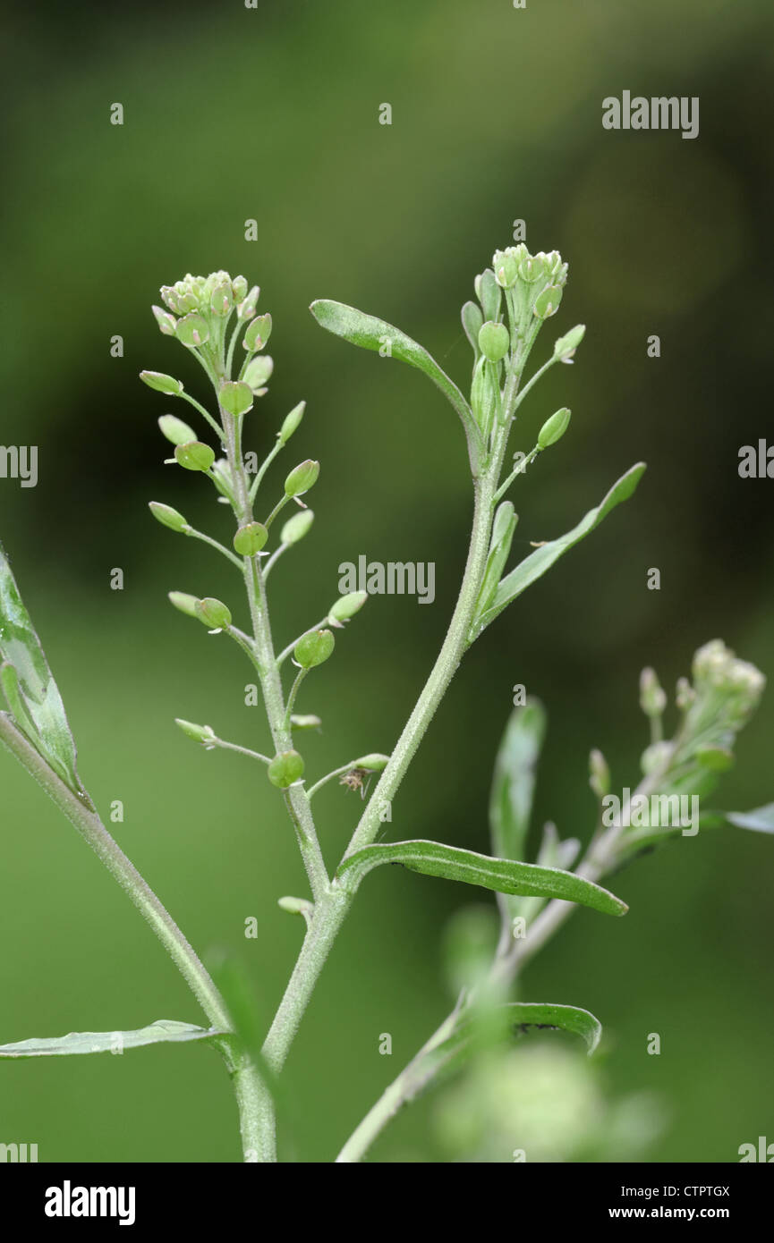 NARROW-LEAVED PEPPERWORT Lepidium ruderale (Brassicaceae) Stock Photo