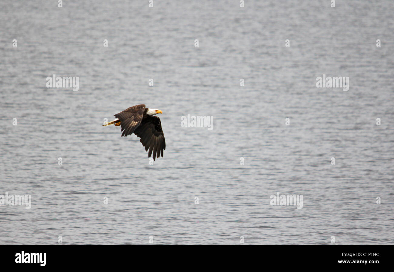 An American bald eagle flies Stock Photo Alamy