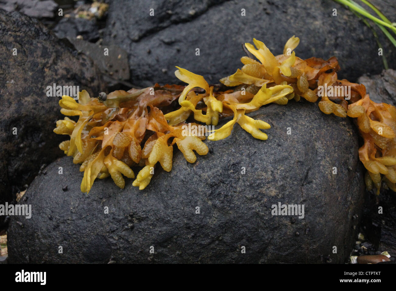 Sea kelp hi-res stock photography and images - Alamy