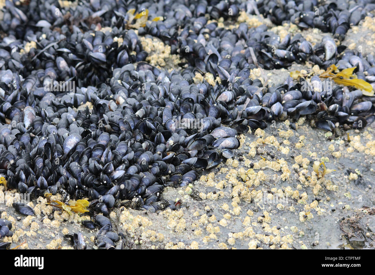 A mess of mussels on an ocean beach Stock Photo Alamy