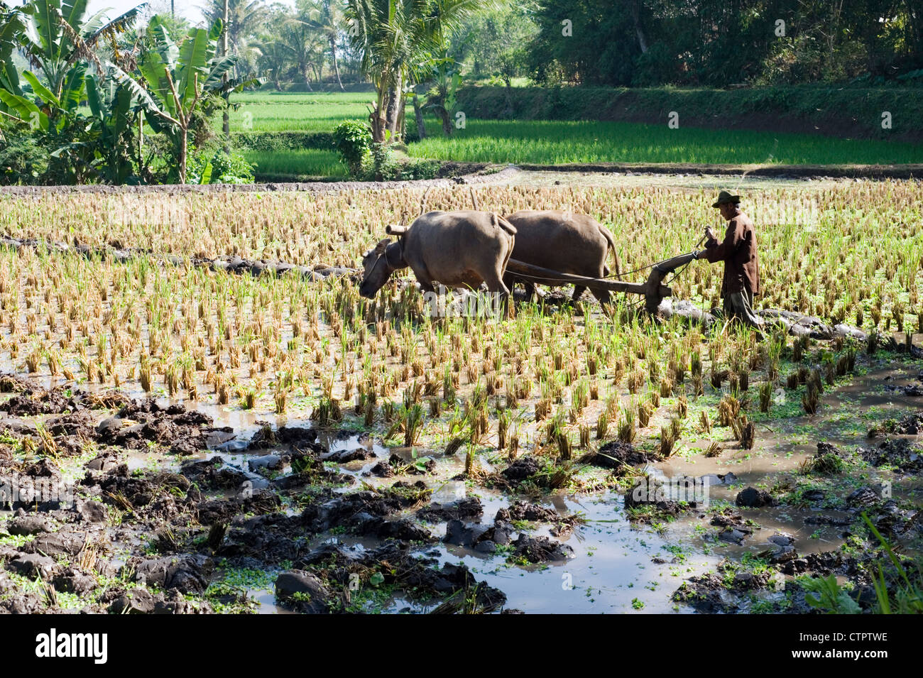local man with his team of water buffalo at work in a rice field java indonesia Stock Photo