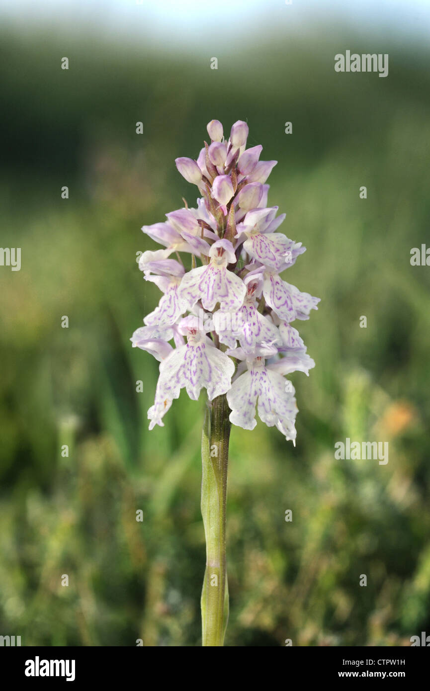 HEATH SPOTTED-ORCHID Dactylorhiza maculata (Orchidaceae) Stock Photo