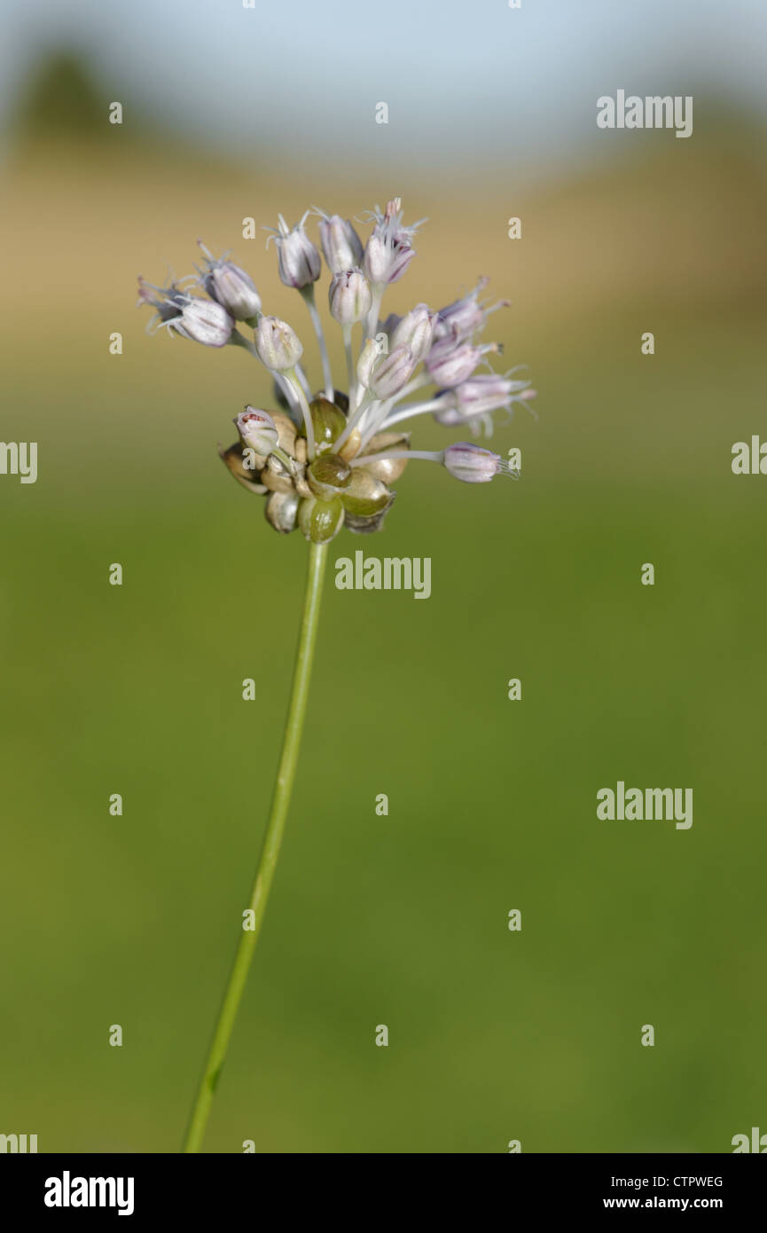 Onion allium flower hi-res stock photography and images - Alamy