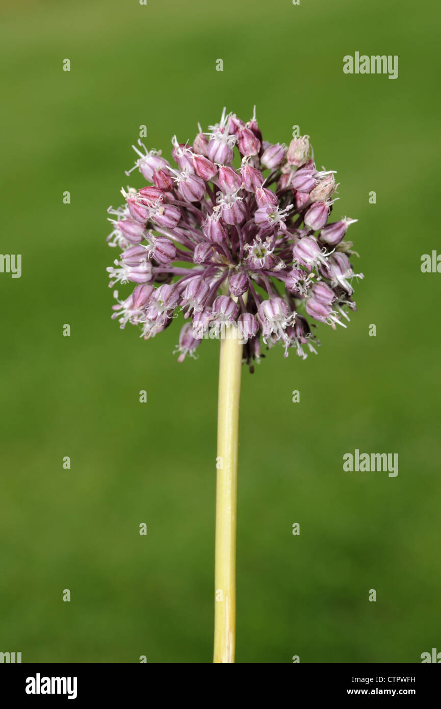 WILD LEEK Allium ampeloprasum (Liliaceae) Stock Photo