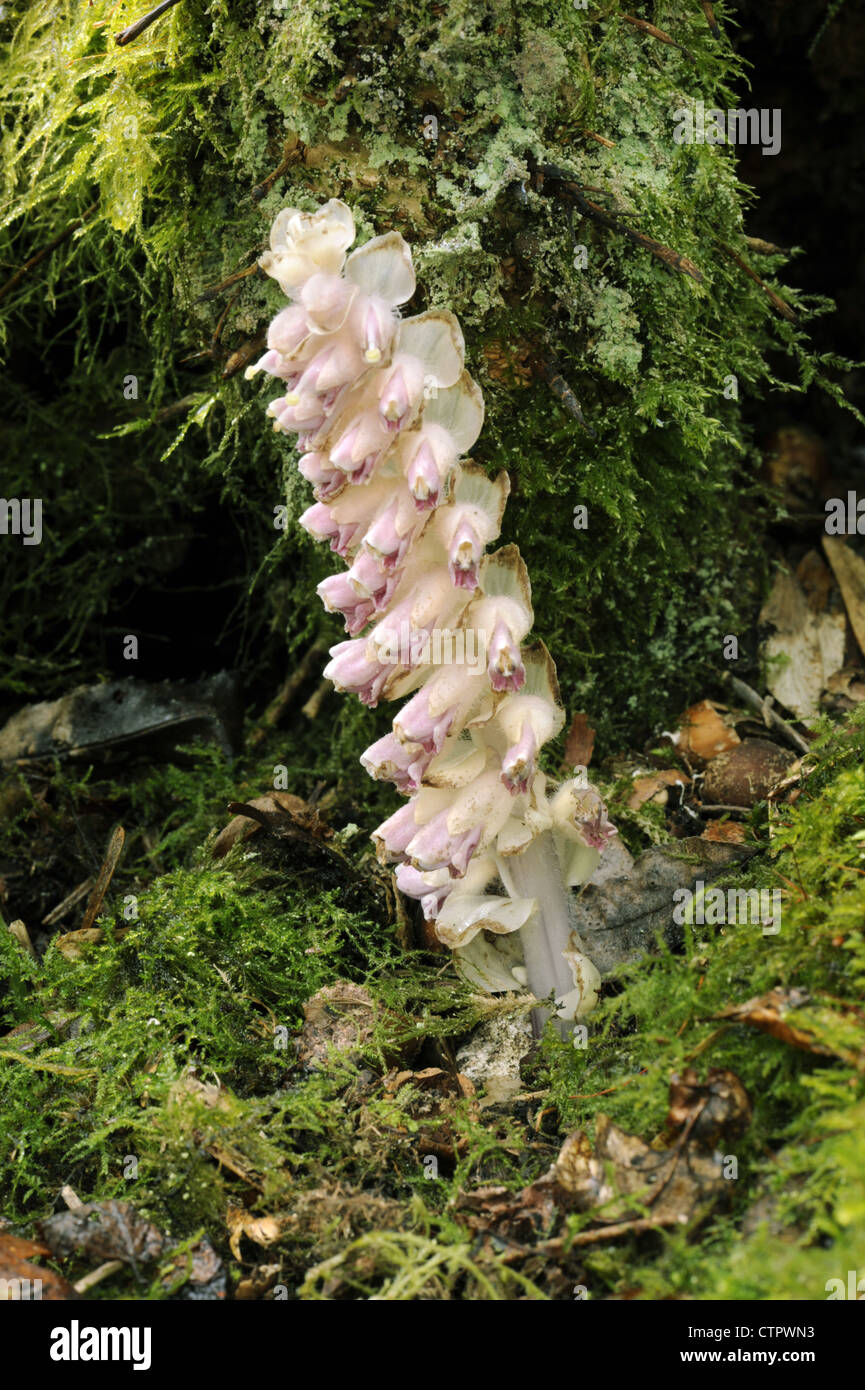 TOOTHWORT Lathraea squamaria (Orobanchaceae) Stock Photo