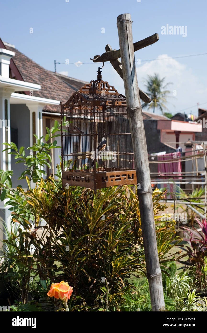 Caged bird hires stock photography and images Alamy