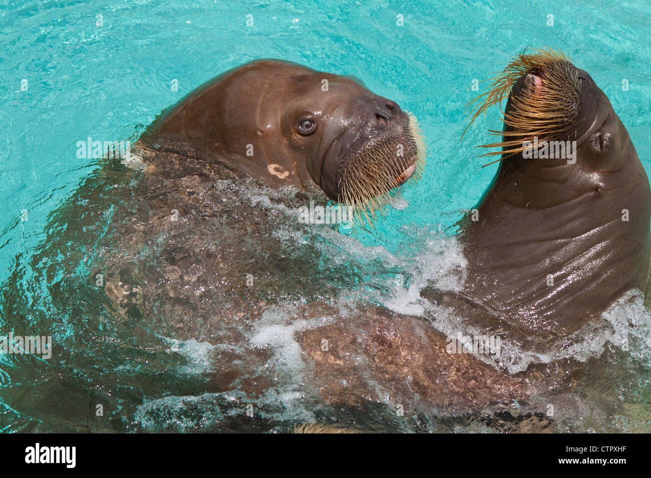 Walrus,Odobenus rosmarus,pinnipeds,morse Stock Photo